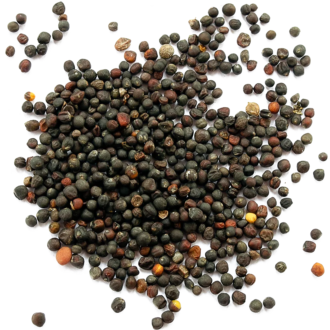 canola
