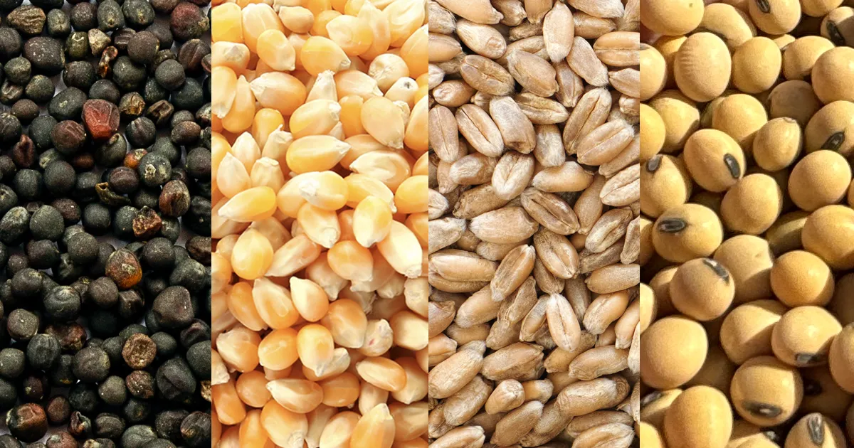 canola, corn, wheat and soybean