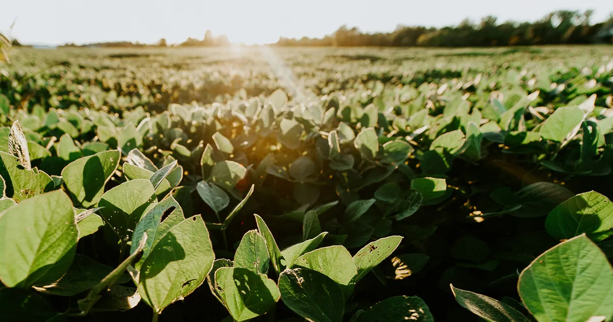soybean field