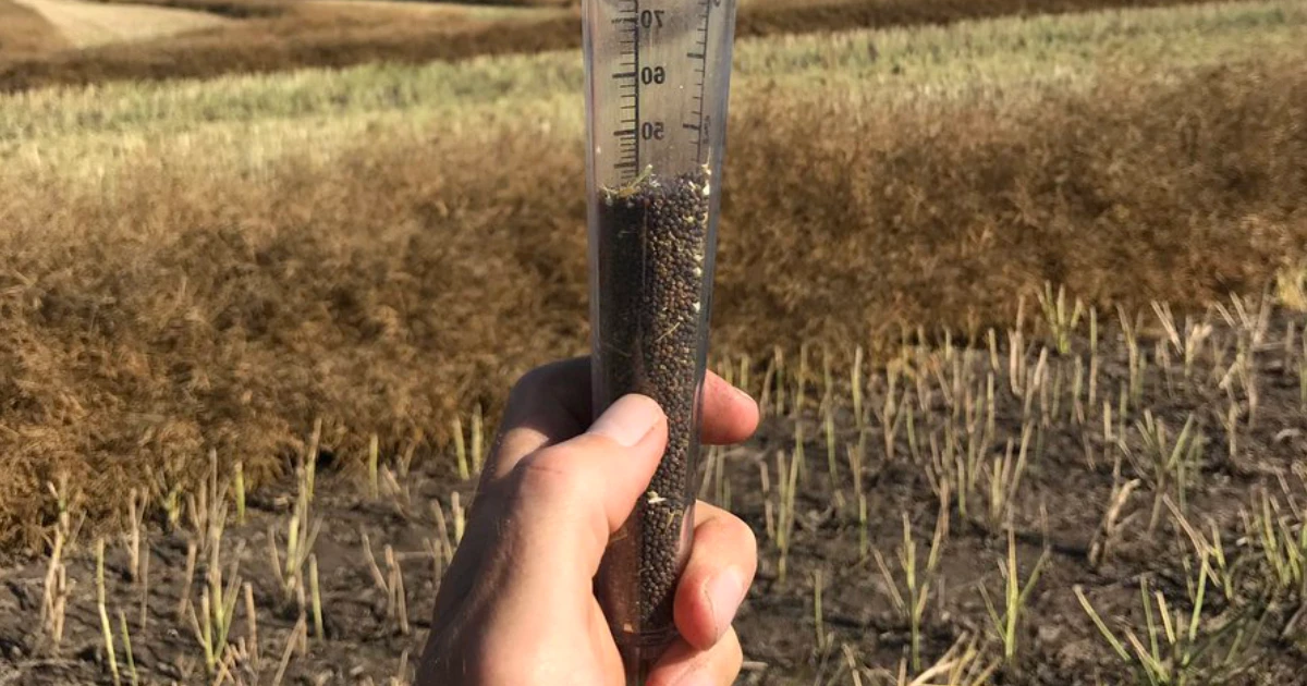 measuring seed with ScherGain