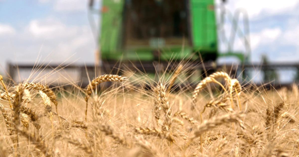 wheat with combine blurred in background