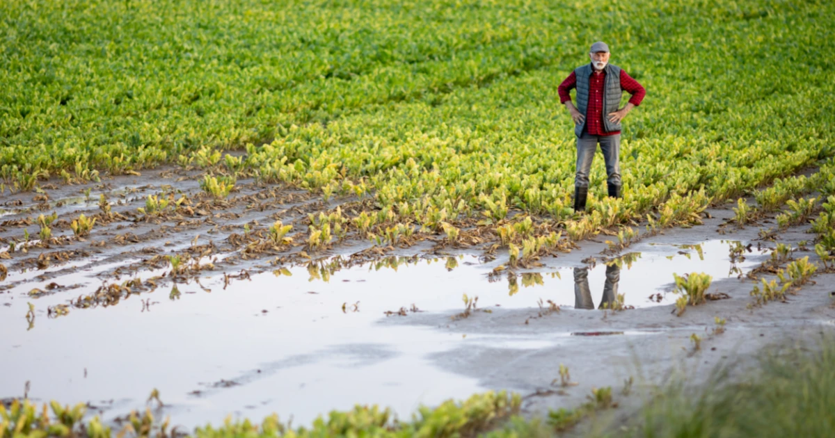 farmer standing in field next to flooded section