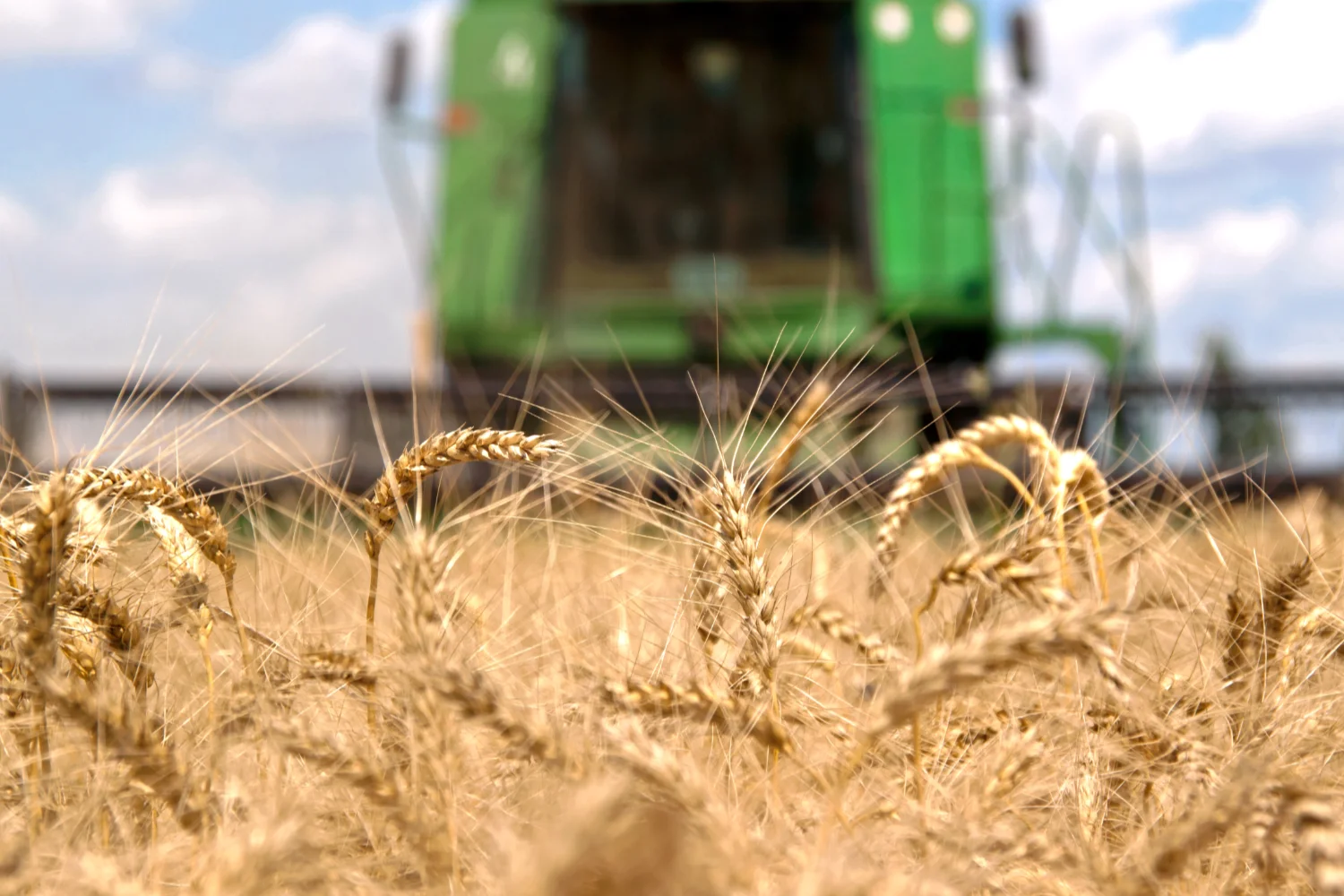 wheat with combine blurred in background