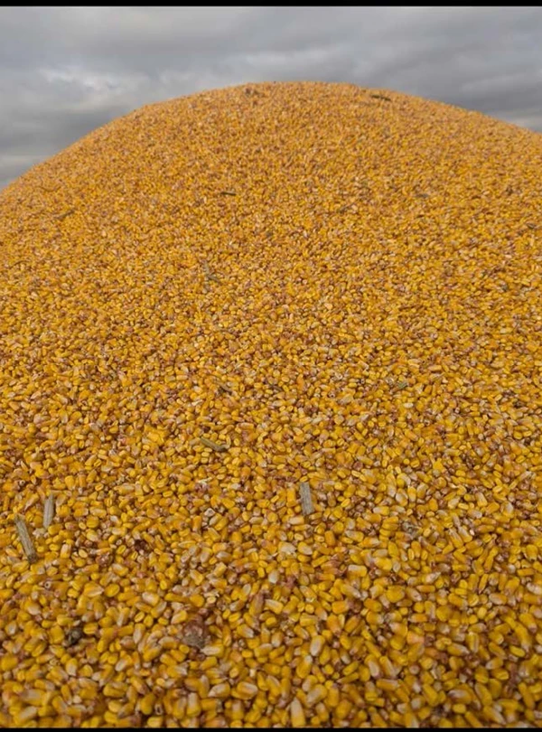 Razors Edge 2025 corn sample from John Deere combine