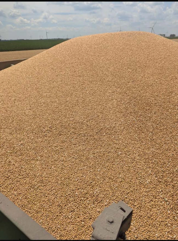 Razors Edge 2025 wheat sample from John Deere combine