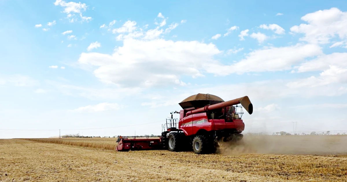 combine in field harvesting