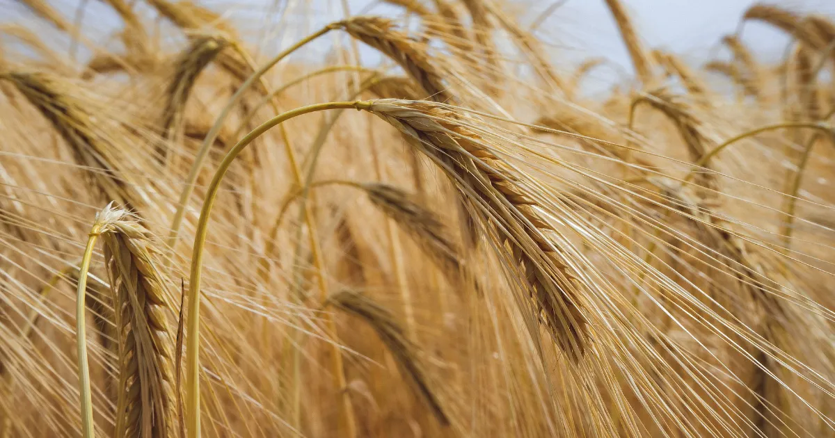 close up of barley head in field