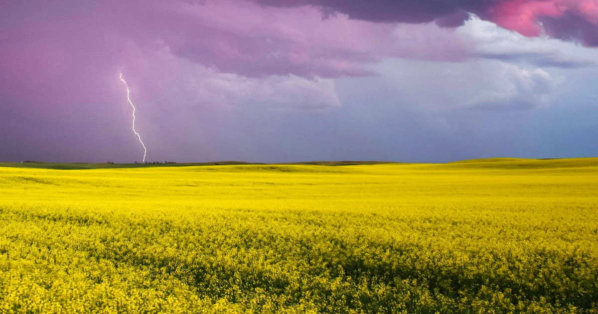 storm over canola field