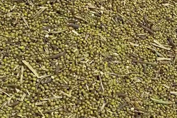 Razors Edge Concaves operational efficiency for mung beans