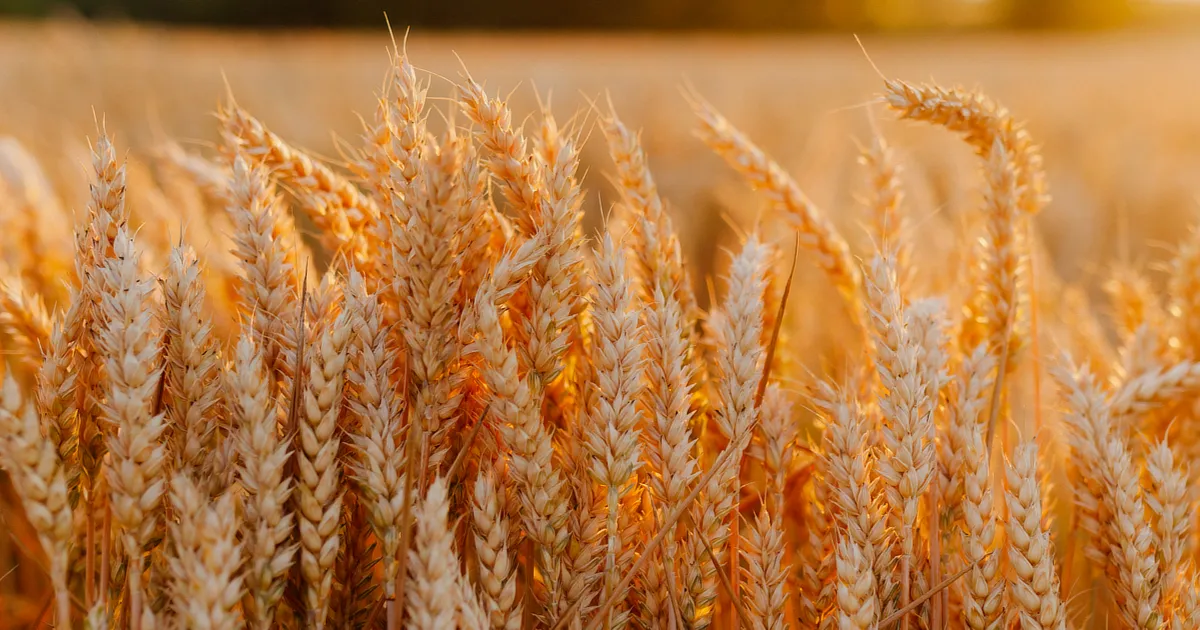 wheat field