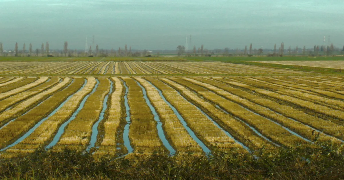 wet field