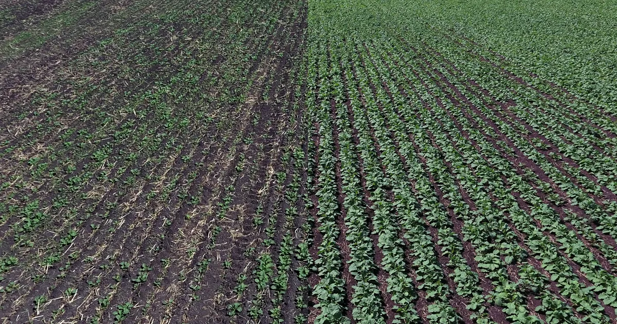side by side comparison of field using RRV canola disk