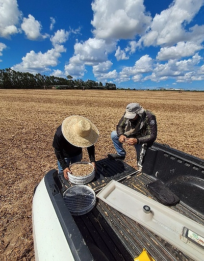 Inspecting soybean sample from drop pan