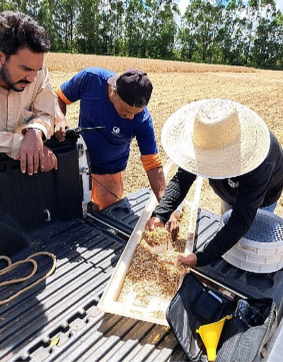Inspecting soybean sample from drop pan