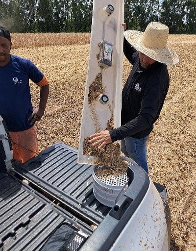 Inspecting soybean sample from drop pan