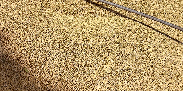 soybean yield with Razors Edge Concaves