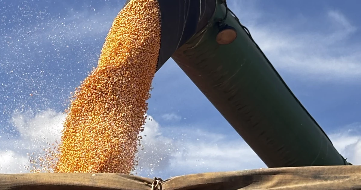 corn being harvested