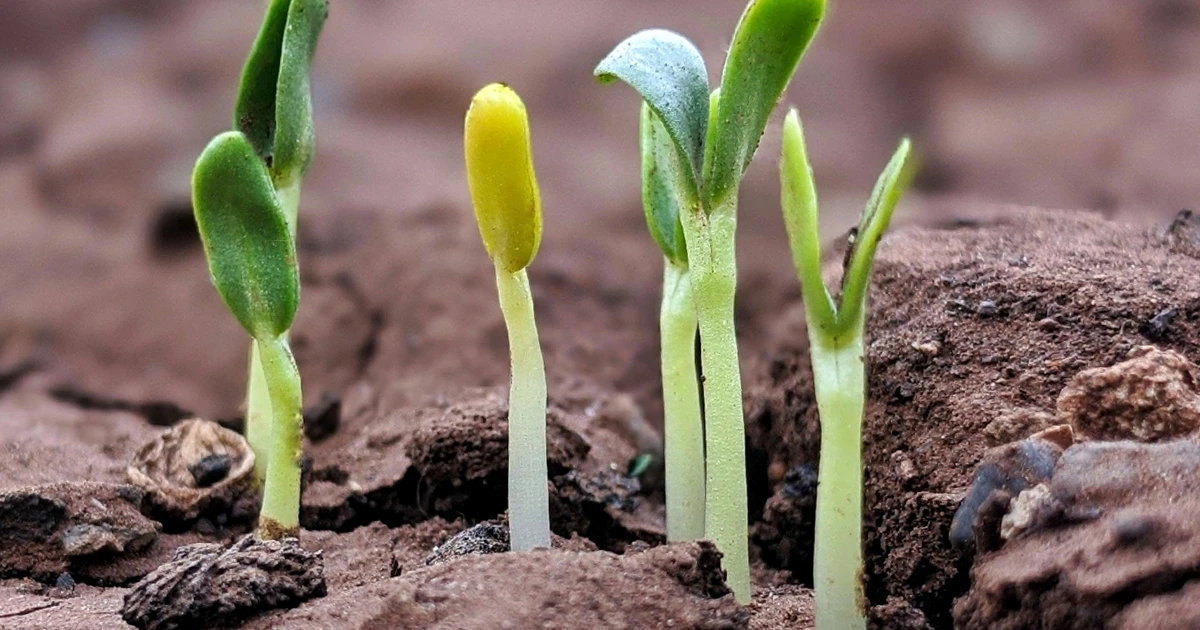 crops emerging from soil