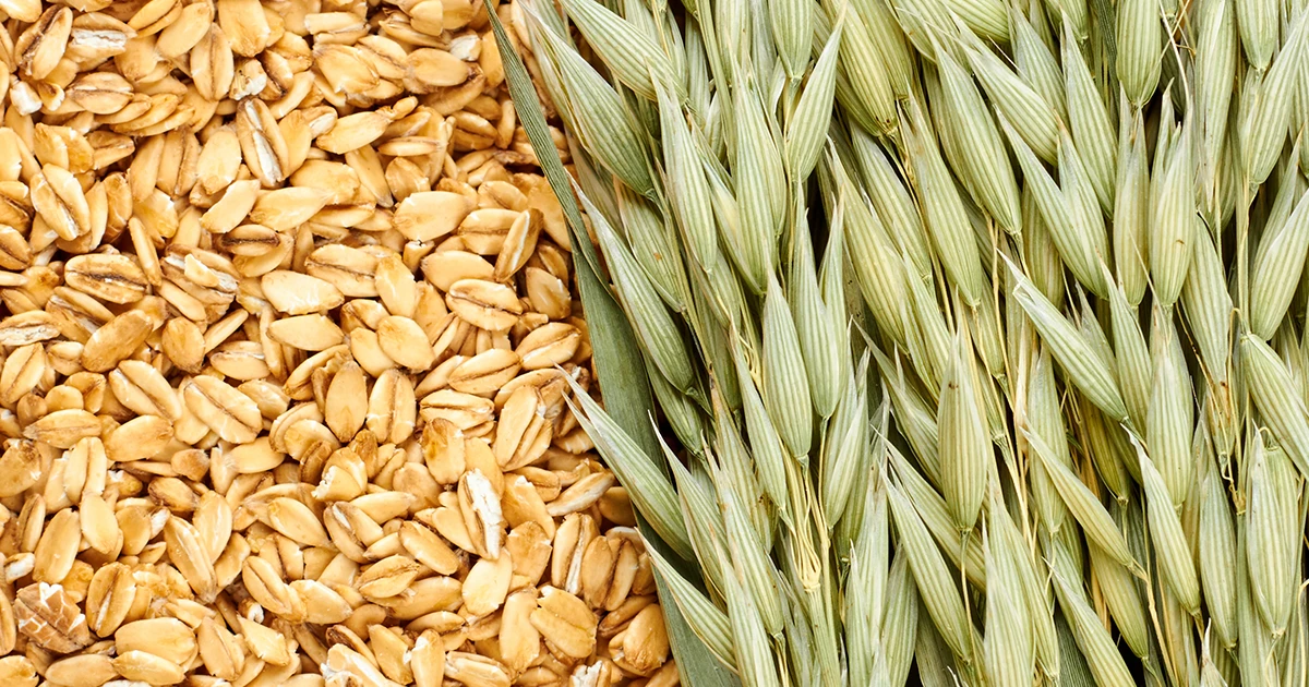 oat flakes next to oat ears