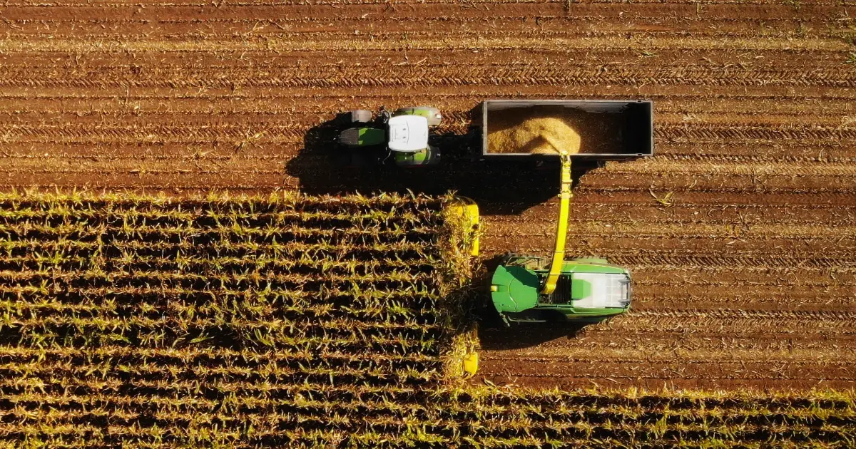 harvesting canola field
