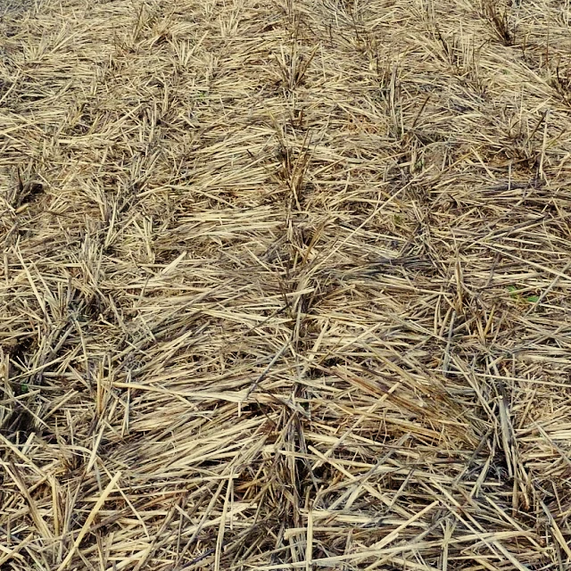 hairpinning in field
