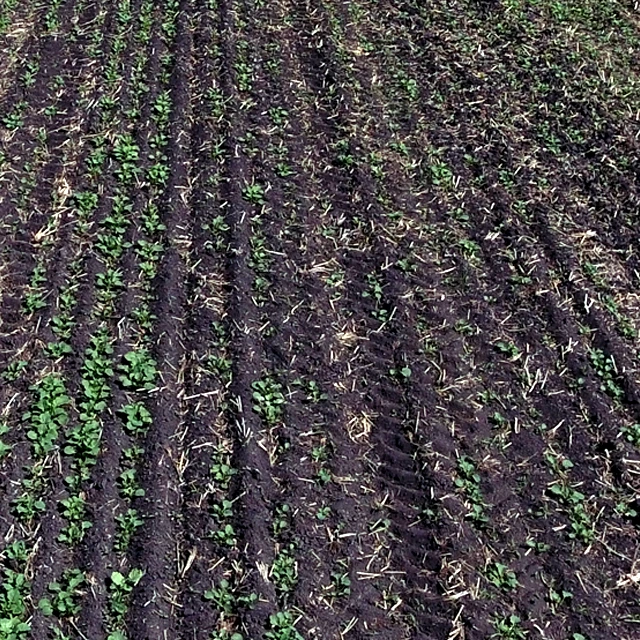 uneven emergence in field